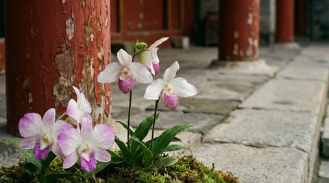 国产自拍植物测评视频